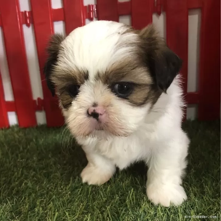 ID：2405-04573の子犬