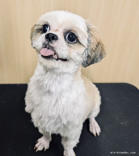 シーズー【・女の子・2023年9月27日・ゴールド&amp;ホワイト】