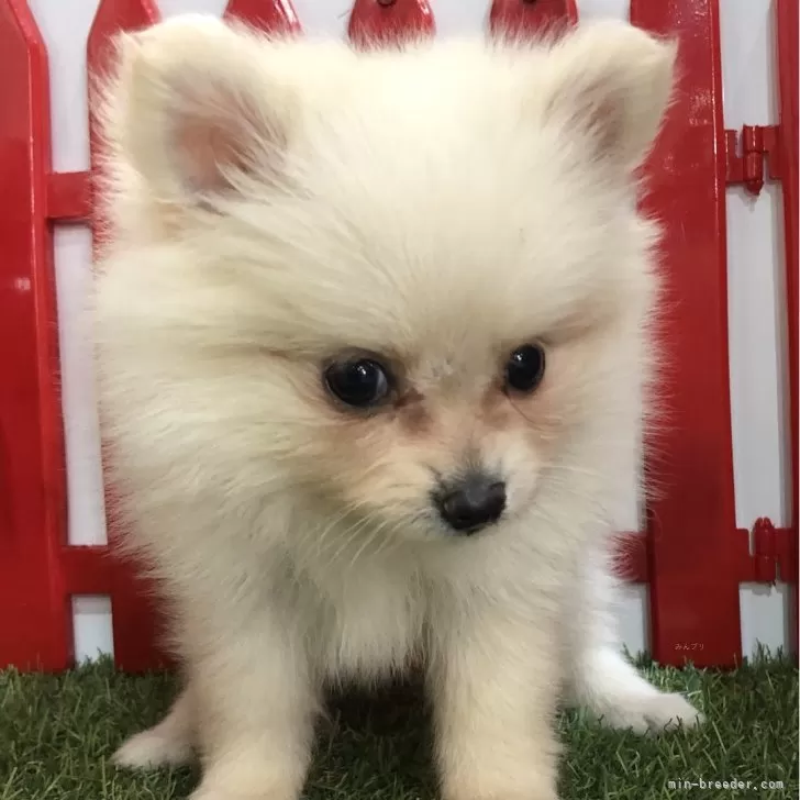 ID：2403-06872の子犬