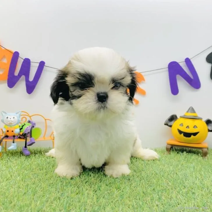 ID:2208-00538の子犬