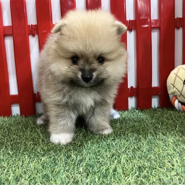 ID：2406-06413の子犬