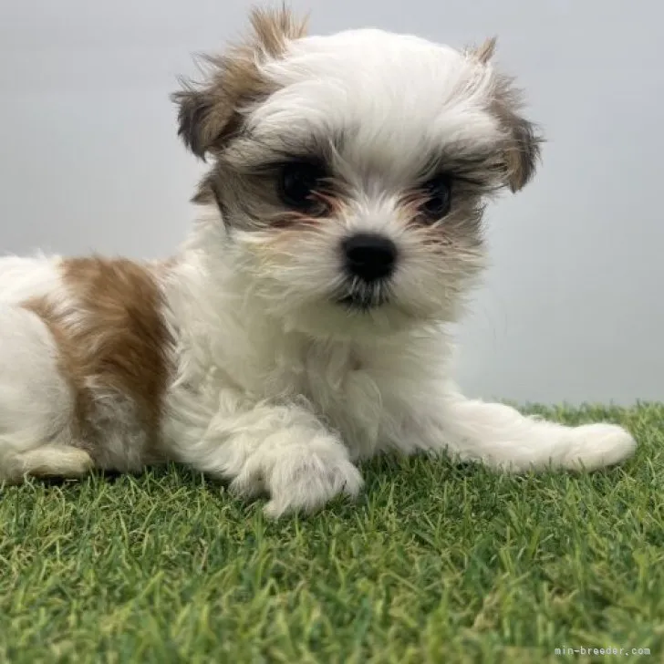 ID:2303-01078の子犬