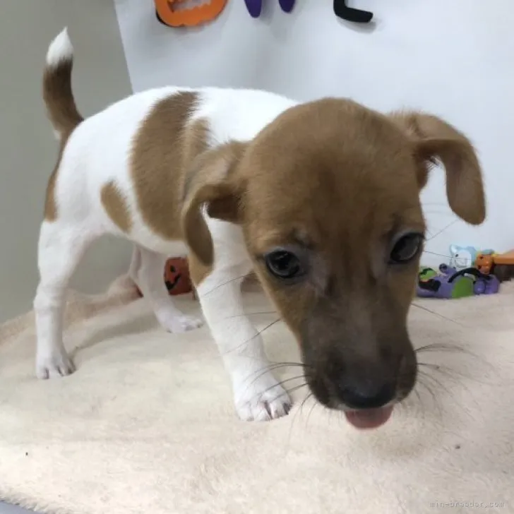 ID：2309-00879の子犬