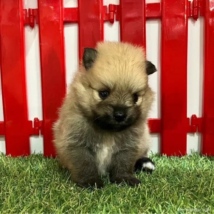ID：2406-06410の子犬