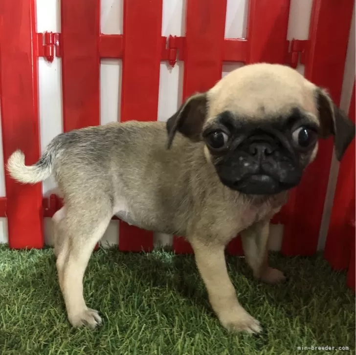 ID:2405-06079の子犬