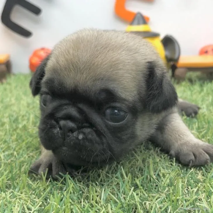 ID:2210-02822の子犬