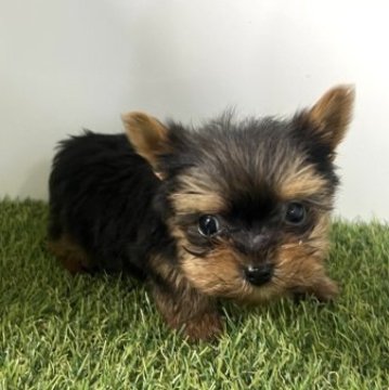 ヨークシャーテリア【岐阜県・女の子・2023年4月4日・スチールブルー&タン】の写真「極小サイズの女の子。現在体重345g。」