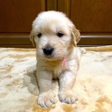 ゴールデンレトリバー【岐阜県・男の子・2024年1月29日・ゴールデン】の写真「ガッチリした体型の健康優良児！
期間特別値引き中」