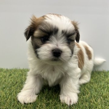 ミックス(シーズー×マルチーズ) ・マルシーズー【岐阜県・女の子・2023年2月13日・ゴールド×ホワイト】の写真「シーズーとマルチーズのミックスです！」