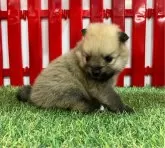 ポメラニアン【岐阜県・女の子・2024年6月8日・ウルフセーブ】の写真2