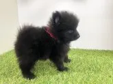 ポメラニアン【岐阜県・女の子・2023年7月25日・ブラック】の写真3