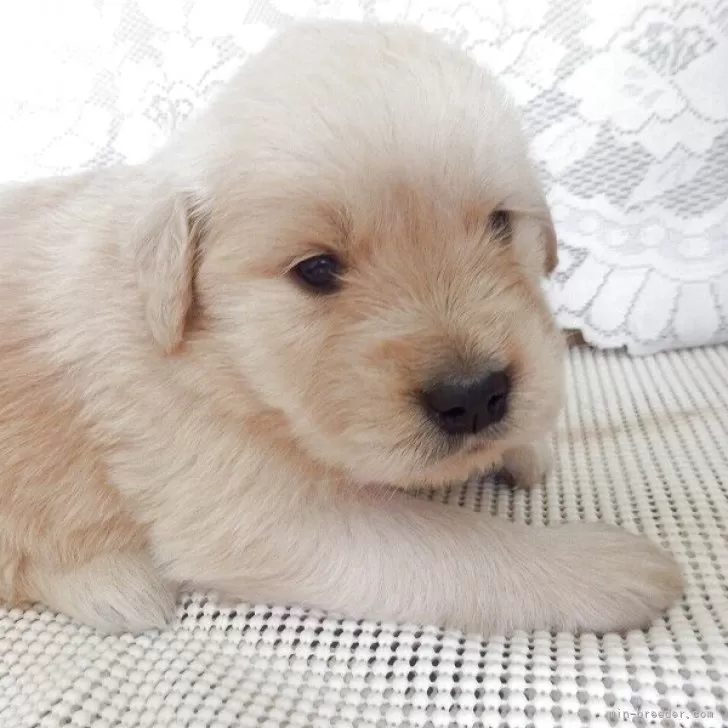 ID：2504-07293の子犬