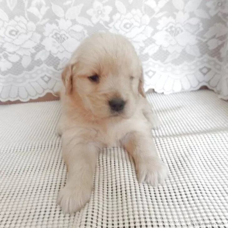 ID：2504-07294の子犬