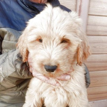 ゴールデンドゥードル(ゴールデンレトリバー×プードル)【埼玉県・女の子・2025年8月15日・クリーム系】の写真「父親JKCチャンピオン」