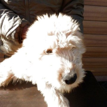 ゴールデンドゥードル(ゴールデンレトリバー×プードル)【埼玉県・男の子・2025年8月15日・クリーム系】の写真「父親ＪＫＣチャンピオン」