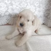 ゴールデンレトリバー【埼玉県・女の子・2025年4月11日・ゴールド】の写真3