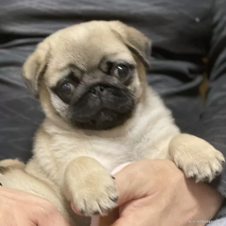 ID：2501-03670の子犬