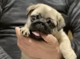 パグ【兵庫県・男の子・2024年11月3日・フォーン】の写真3