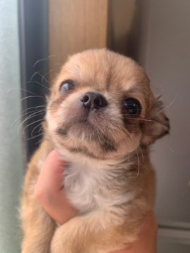 チワワ(ロング)【兵庫県・男の子・2021年5月7日・フォーン】の写真「おっとりした子です♪」