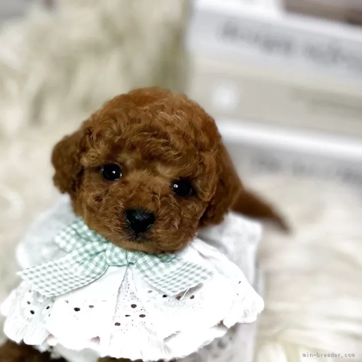 ID：2506-05368の子犬