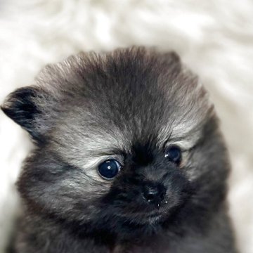 ポメラニアン【三重県・男の子・2025年8月4日・オレンジセーブル】の写真「9/30までの募集可愛い男の子🤍爆毛です！」