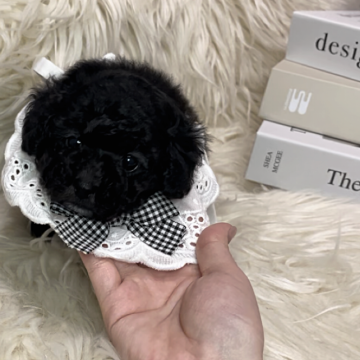 トイプードル(タイニー)【三重県・女の子・2025年5月5日・シルバー】の写真「かわいい女の子🤍」