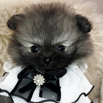 ポメラニアン【三重県・男の子・2025年8月4日・オレンジセーブル】の写真「9/30まで募集‼️ かわいすぎる　爆毛ちゃんです」