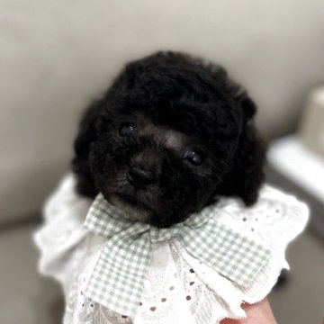 トイプードル(タイニー)【三重県・男の子・2025年7月25日・シルバー】の写真「可愛いおっとりした男の子🤍」