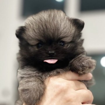 ポメラニアン【三重県・男の子・2025年8月4日・オレンジセーブル】の写真「9/30までの募集‼️極小の男の子✨可愛いです🤍」