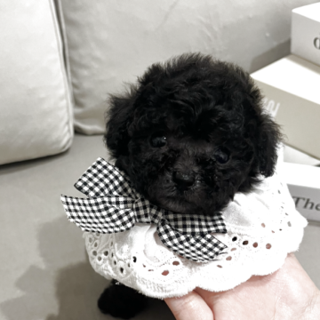 トイプードル(ティーカップ)【三重県・女の子・2025年7月25日・シルバー】の写真「可愛すぎる女の子✨」