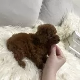 ティーカッププードル【三重県・男の子・2025年5月15日・レッド】の写真2「横顔もかわいいです🤍」