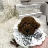 ティーカッププードル【三重県・男の子・2025年5月15日・レッド】の写真3「きゅるんとしたお目目と小さなお顔🖤」