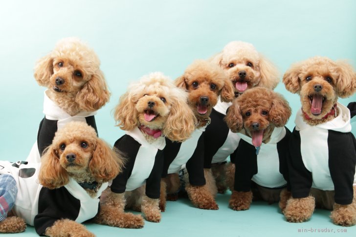 山岸江身子ブリーダー