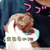 ティーカッププードル【千葉県・男の子・2025年7月10日・レッド】の写真10「子どもの遊び相手になることができる子どもを守る(守ってるつもり)」