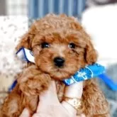 ティーカッププードル【千葉県・男の子・2025年7月10日・レッド】の写真12「スリッカーやコームで日頃から丁寧にブラッシング等お手入れすることでより毛並みが良くなり艶も増し毛質が」