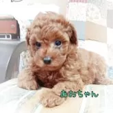 ティーカッププードル【千葉県・男の子・2025年7月10日・レッド】の写真14「凛々しいお顔のあおちゃん。いろんな表情をしてくれる。見てるとあきないですね～💞」