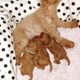 ティーカッププードル【千葉県・女の子・2025年7月10日・レッド】の写真15「小さいみいママから生まれた3兄妹栄養たっぷりのおっぱいをチュッチュおっきくなりました(笑)」