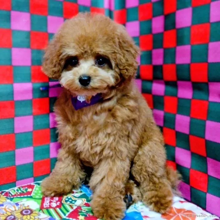 ティーカッププードル【千葉県・男の子・2025年7月10日・レッド】の写真1「生後88日目体重1170ｇ画像ではお顔の毛が白く写ってますが実際はもっと茶色いです」