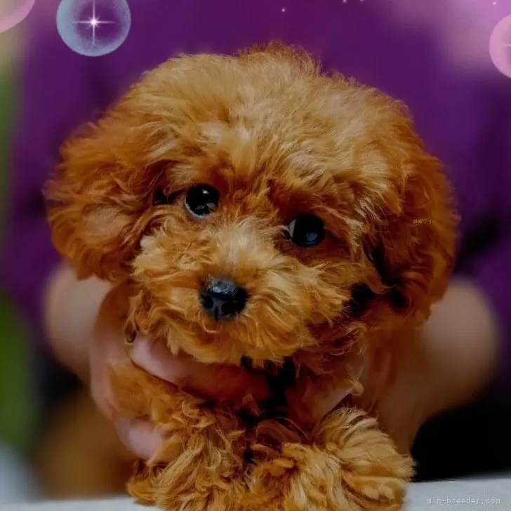 ティーカッププードル【千葉県・女の子・2025年7月10日・レッド】の写真1「😍生後119日目体重1280ｇマズルが短いかわいいお顔の小さい女の子💞」