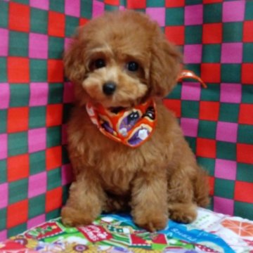 ティーカッププードル【千葉県・女の子・2025年7月10日・レッド】の写真「ふわふわもこもこティーカップサイズのかわいい女の子」