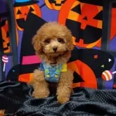 ティーカッププードル【千葉県・男の子・2025年7月10日・レッド】の写真2「お名前のあお(ao)はHAWAII語で光や夜明けを意味し新しい世界や希望を象徴する言葉です。」