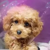 ティーカッププードル【千葉県・女の子・2025年7月10日・レッド】の写真3「😄毛量多くてもじゃもじゃです(笑)画像ては、お顔の毛色が白く写ってますが、実際はもっと茶色いです」