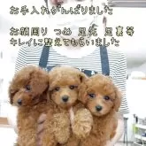 ティーカッププードル【千葉県・男の子・2025年7月10日・レッド】の写真7「初めてのトリミングサロンじょうずにできたね　これからいろんなスタイルを楽しめちゃうよ～」