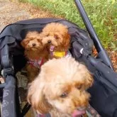 ティーカッププードル【千葉県・男の子・2025年7月10日・レッド】の写真9「お外も大好き。お散歩デビューに備えてハーネスやカートに慣れる練習をします」