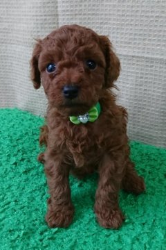 トイプードル(タイニー)【千葉県・男の子・2020年4月29日・レッド】の写真「被毛たっぷりモコモコのいつも陽気な明るい男の子です」