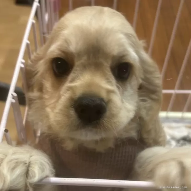ID：2503-08275の子犬