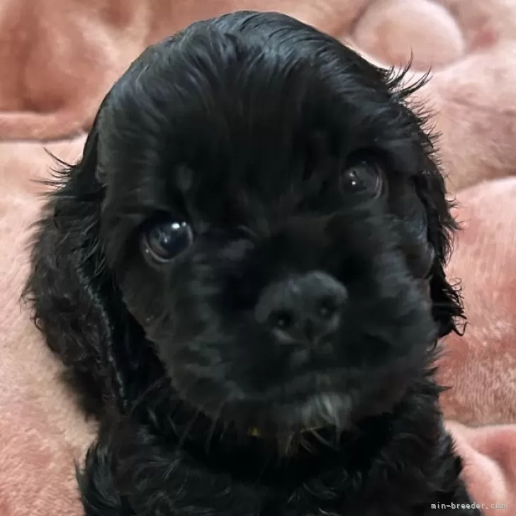 アメリカンコッカースパニエル【宮崎県・男の子・2025年10月3日・ブラック】の写真1「甘えん坊三男くん」