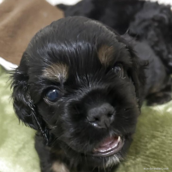 ブリーダー画像