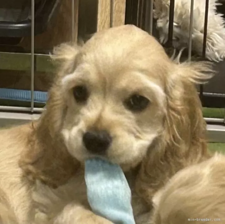 M.F 様のお迎えした子犬