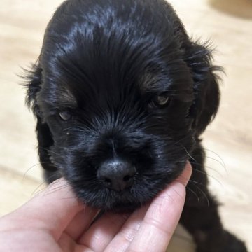 アメリカンコッカースパニエル【宮崎県・男の子・2025年10月3日・ブラック⭐︎タン】の写真「お兄ちゃんたちには負けないたくましい末っ子くん」